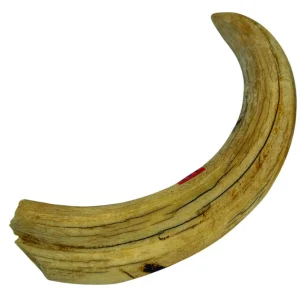 Warthog Tusk